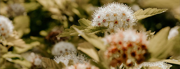 フラワー・ガーデニング