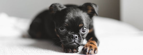 ペット・ペットグッズ